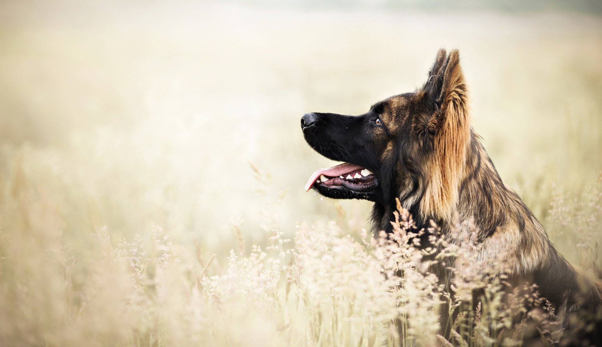 Взыскание ущерба при укусе собаки в Александрове