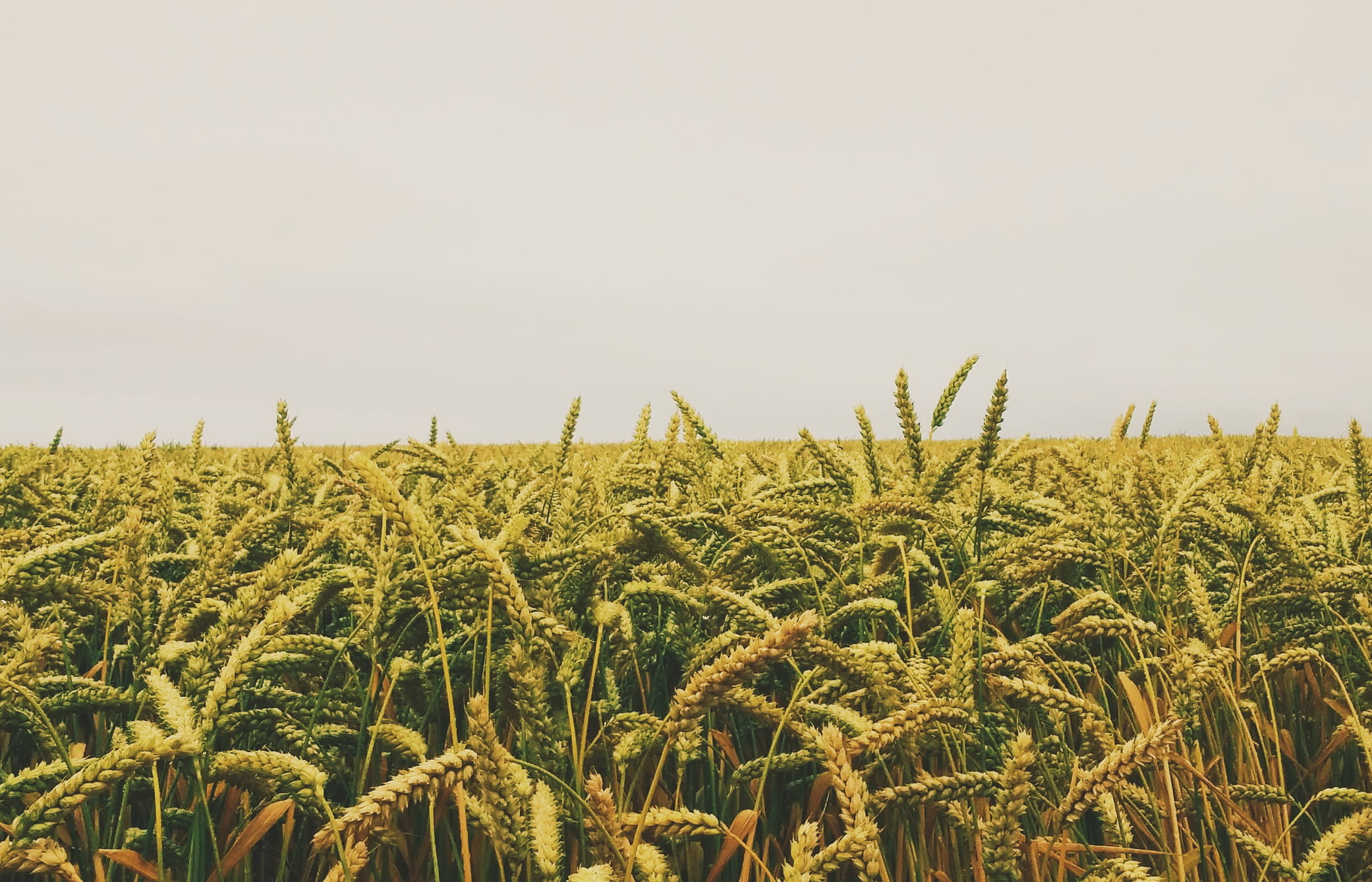 Юрист по земельным спорам в Александрове. Услуги земельного юриста.